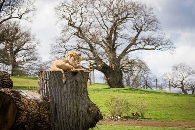 Image of kojo the african lion at woburn safari park