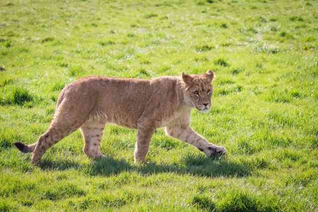 A one year old female African lion walks past at Woburn Safari Park