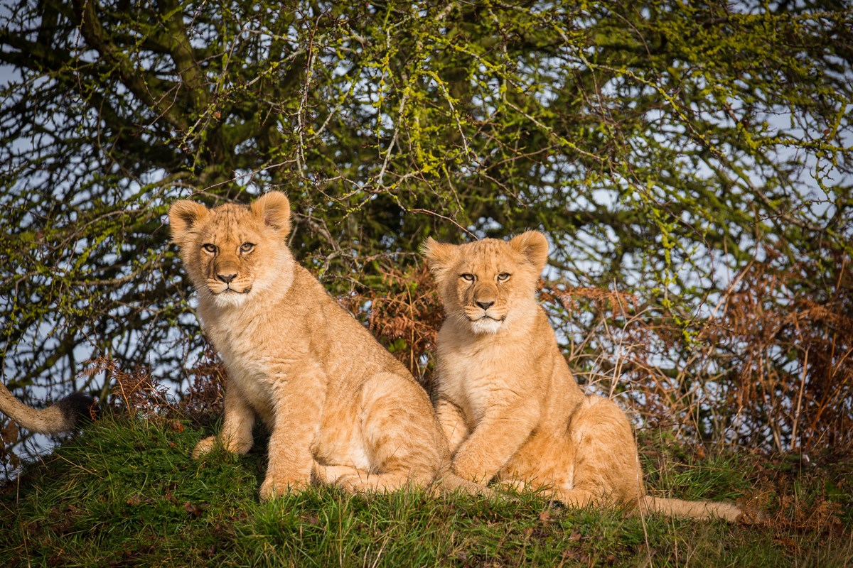 lion and safari park photos