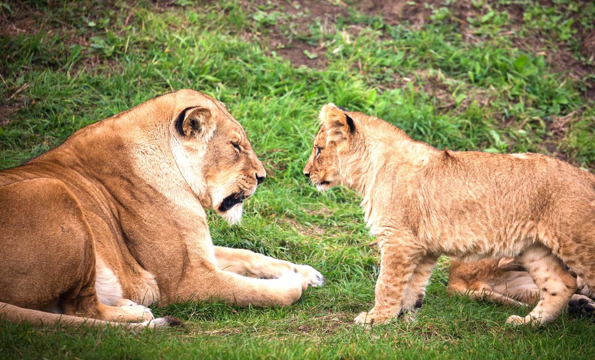 Safari Maps | Woburn Safari Park