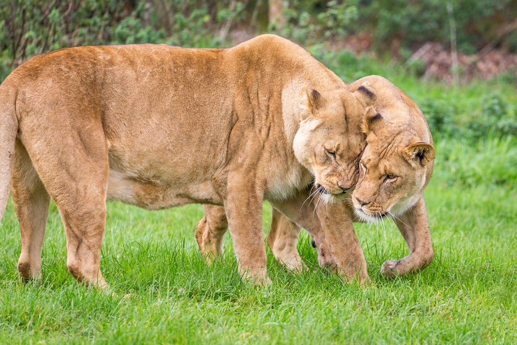 African Lion | Woburn Safari Park