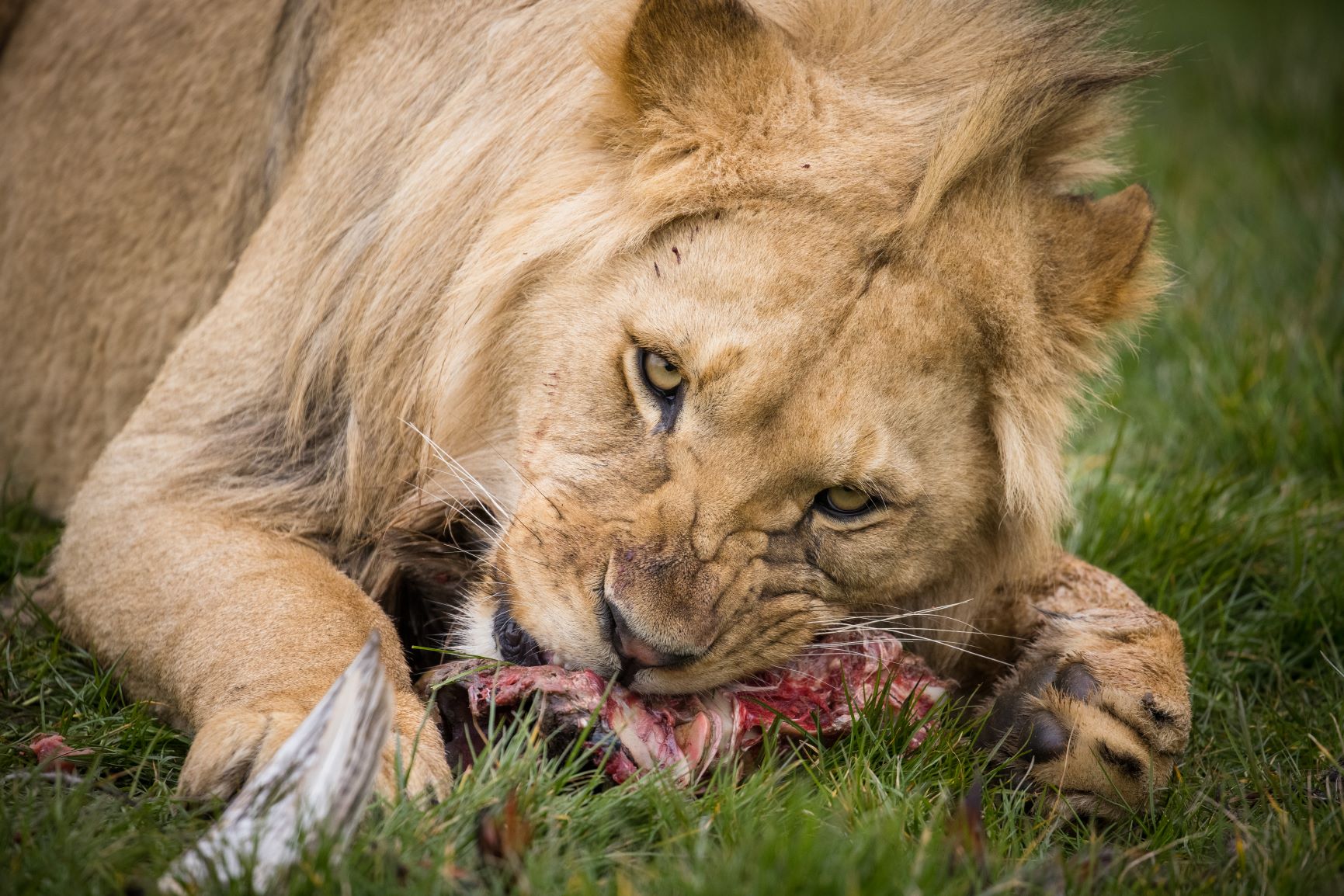 Adolescent lion feeding at Woburn Safari Park.jpg