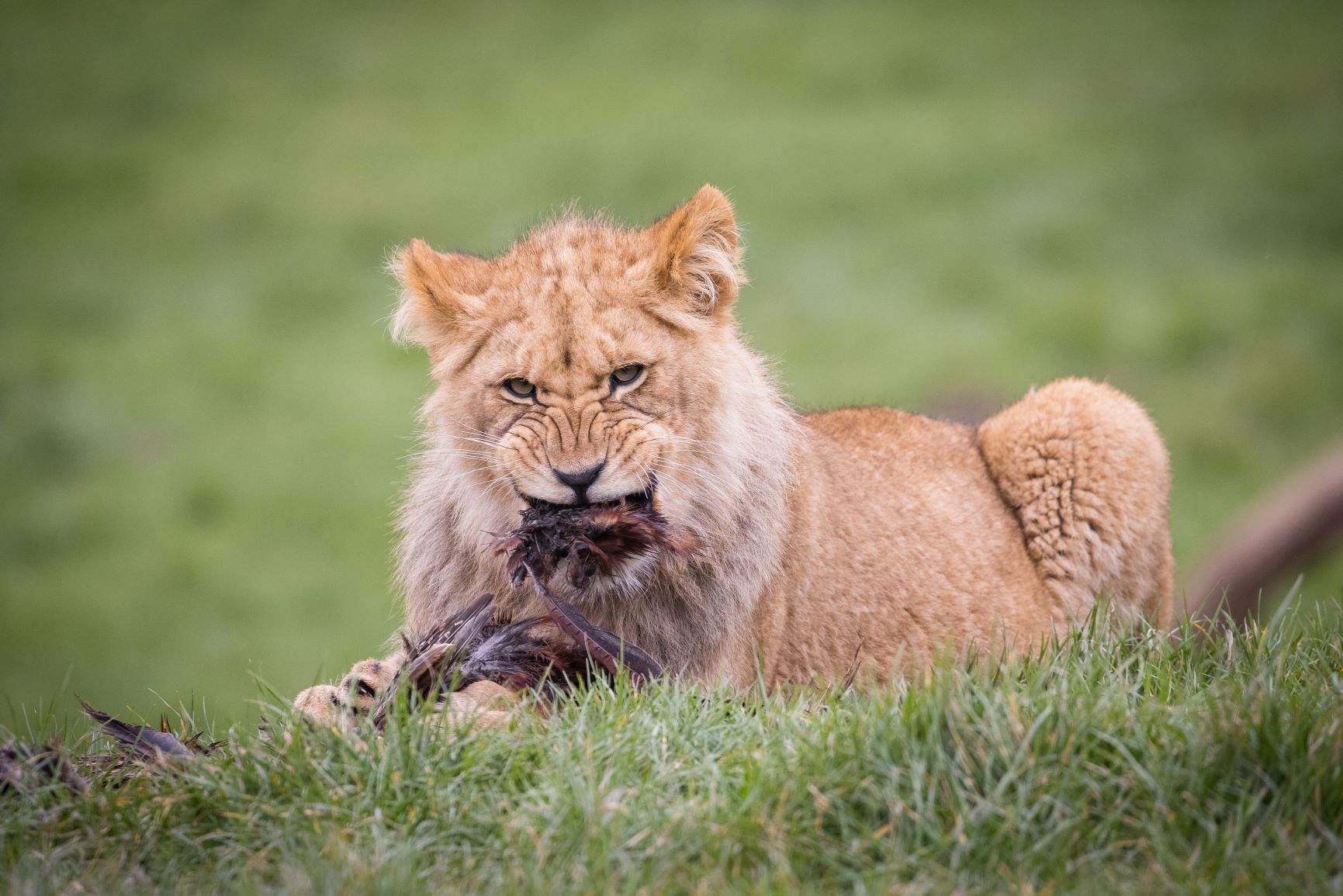 Juvenile African lion tucks into meat meal at Woburn Safari Park.jpg