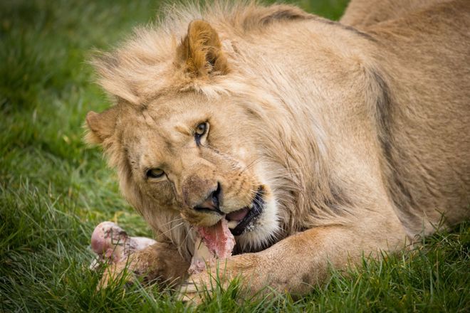 Image of young african lion male eats at woburn safari park