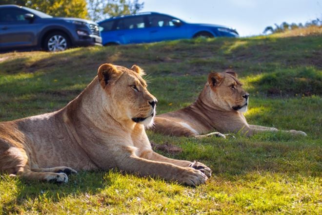 Image of lions relax cars autumn winter sunlight webres