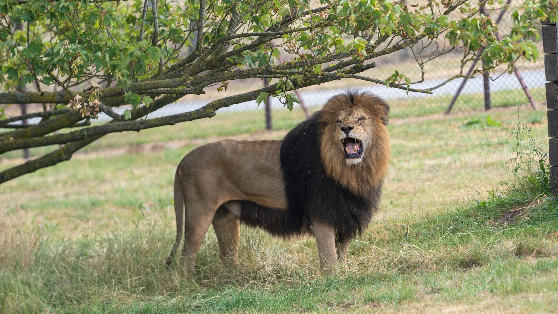 New male Lion Lonka roaring