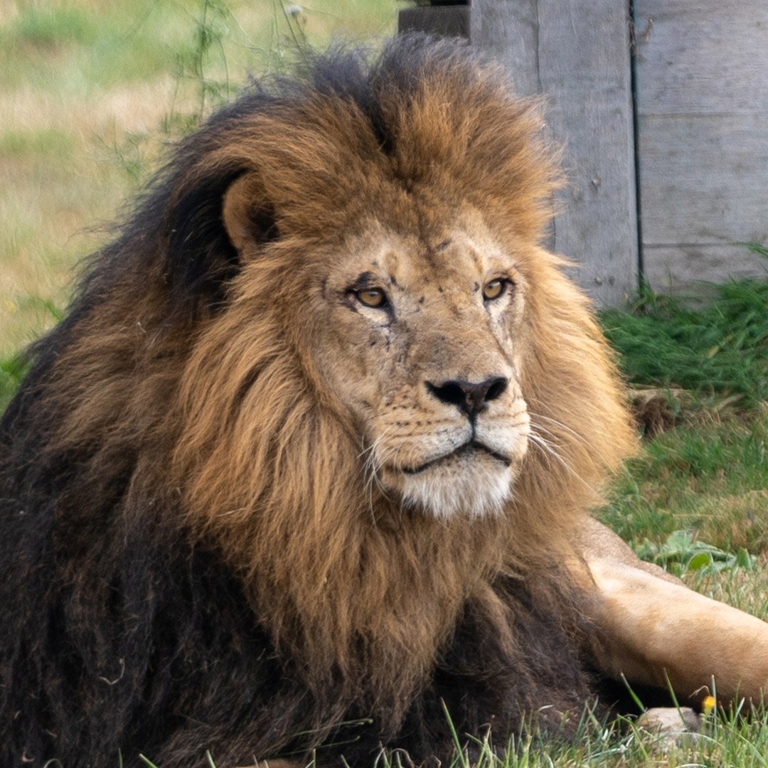 Lonka the lion close up face shot