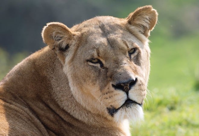 African lioness looks into camera on sunny day 