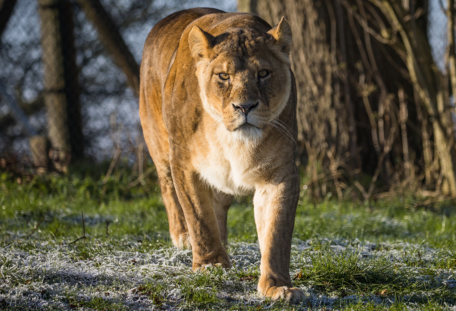 Female lioness, Zuri looking at the camera
