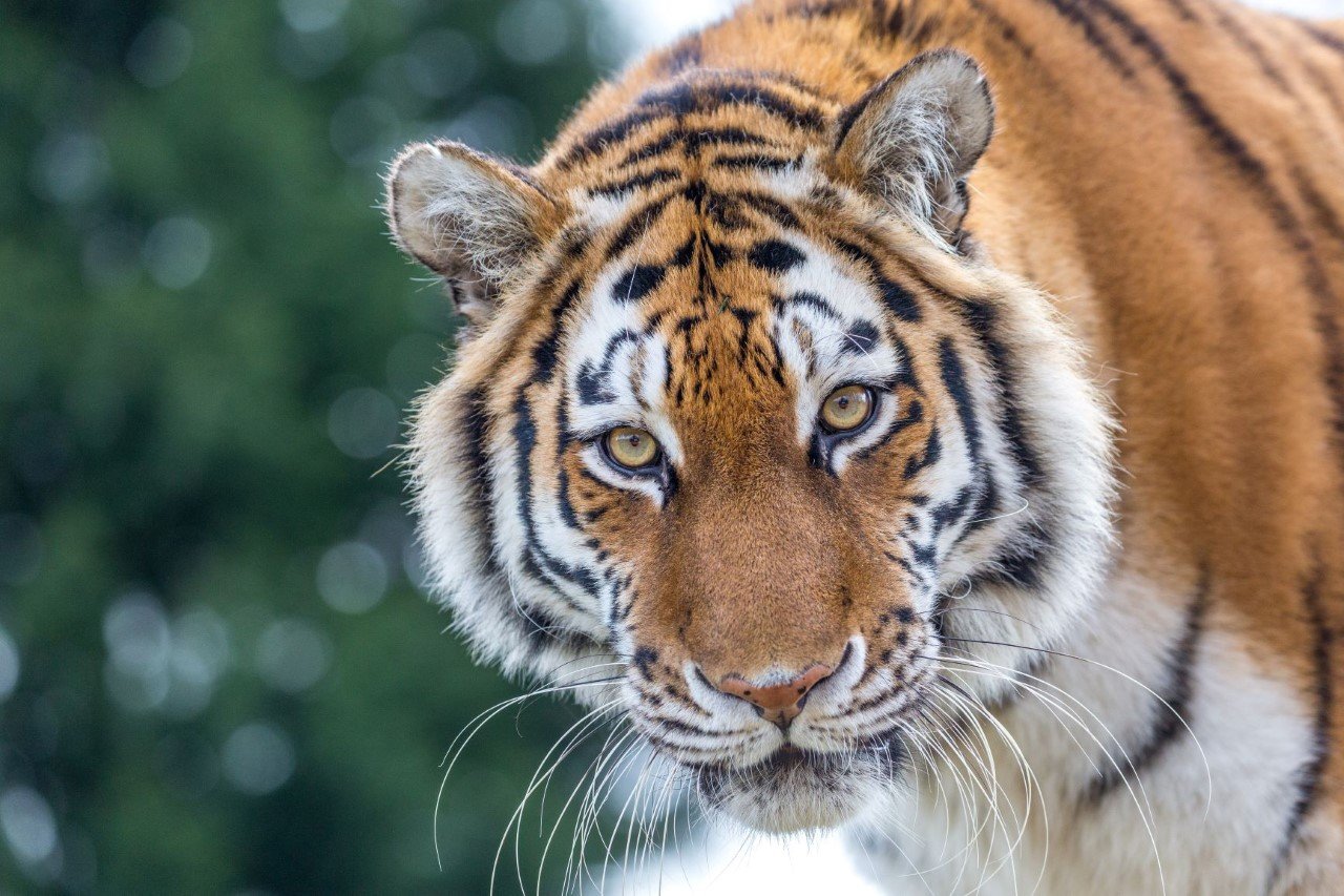 Amur Tiger 