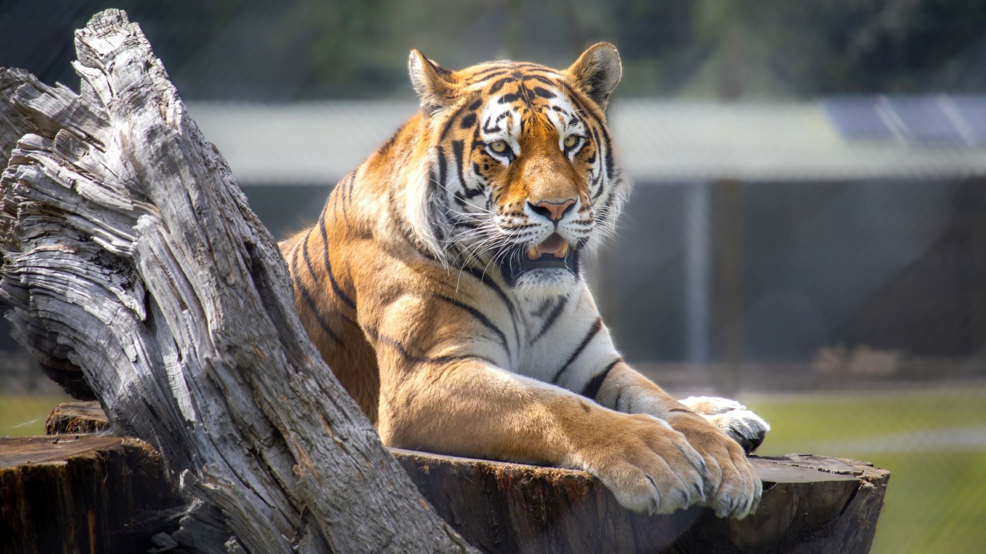 Amur tiger Dimtri on tree stump in Road Safari