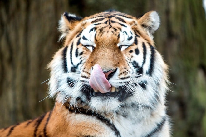 Tiger licks nose 