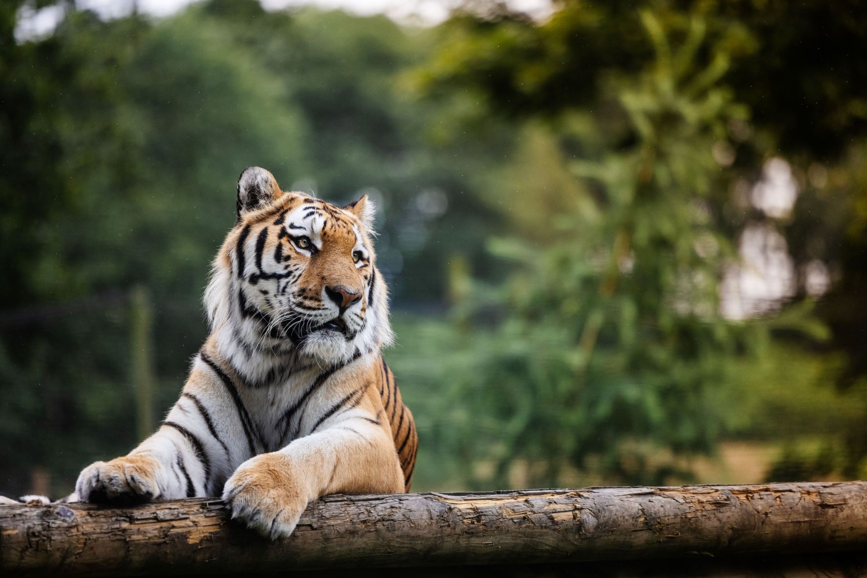 Elton the male Amur tiger.jpg