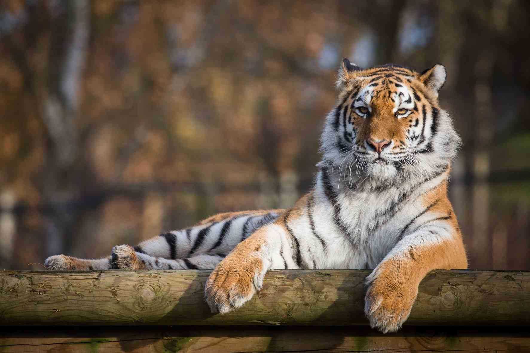 Female Amur tiger Mishka at Woburn Safari Park.jpg