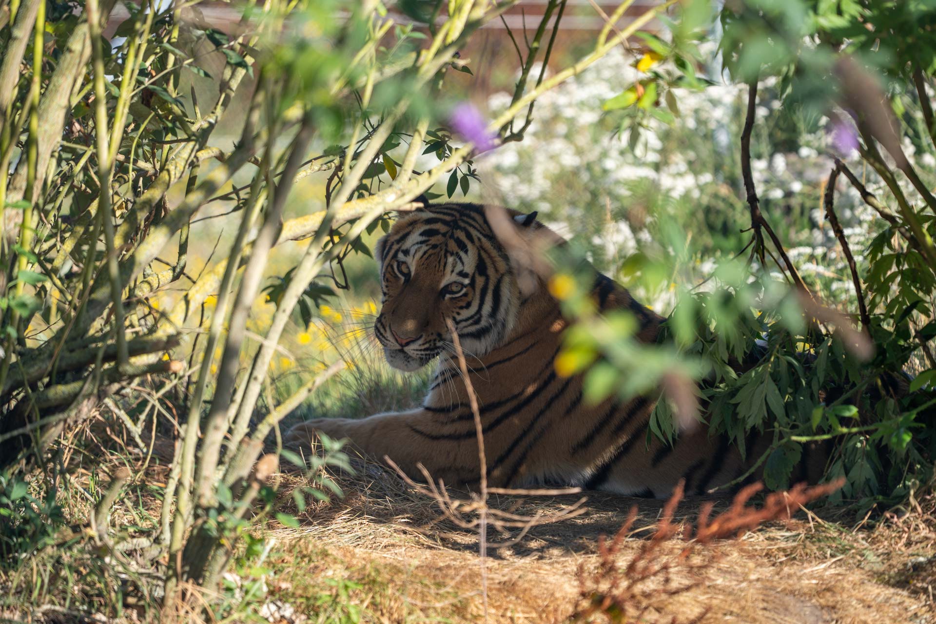 Ginger Biscuit settled into her new home in foliage