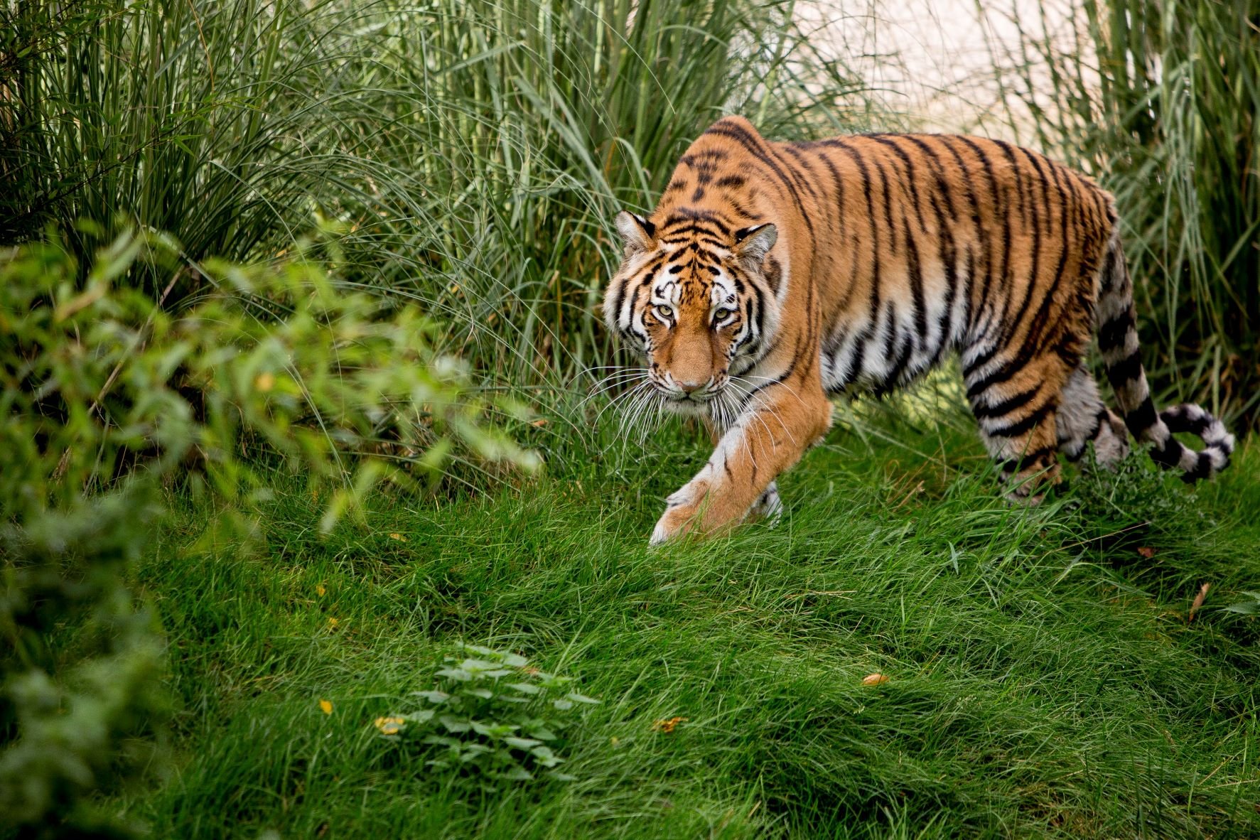 Minerva the Amur tiger at Woburn Safari Park.jpg