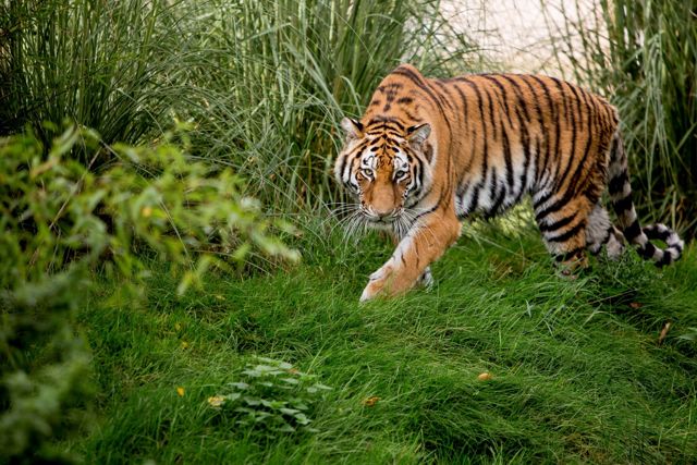 Female tiger stares and walks towards camera in bushes and reeds 