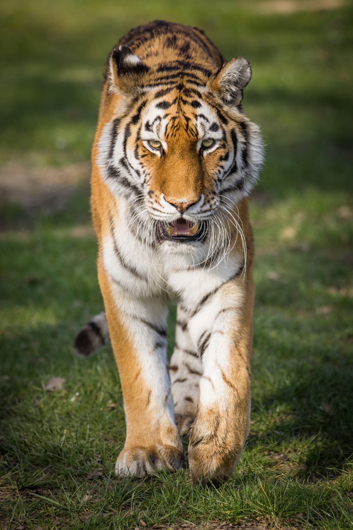 Book Your Adventure Today | Woburn Safari Park