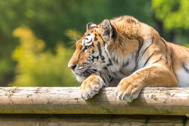 Tiger rests head and paws on log with trees in the background