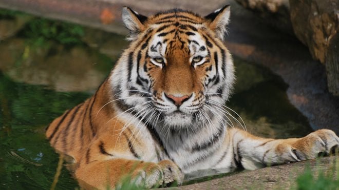 Female tiger looks into camera while sitting in pond, resting her paws on the side 