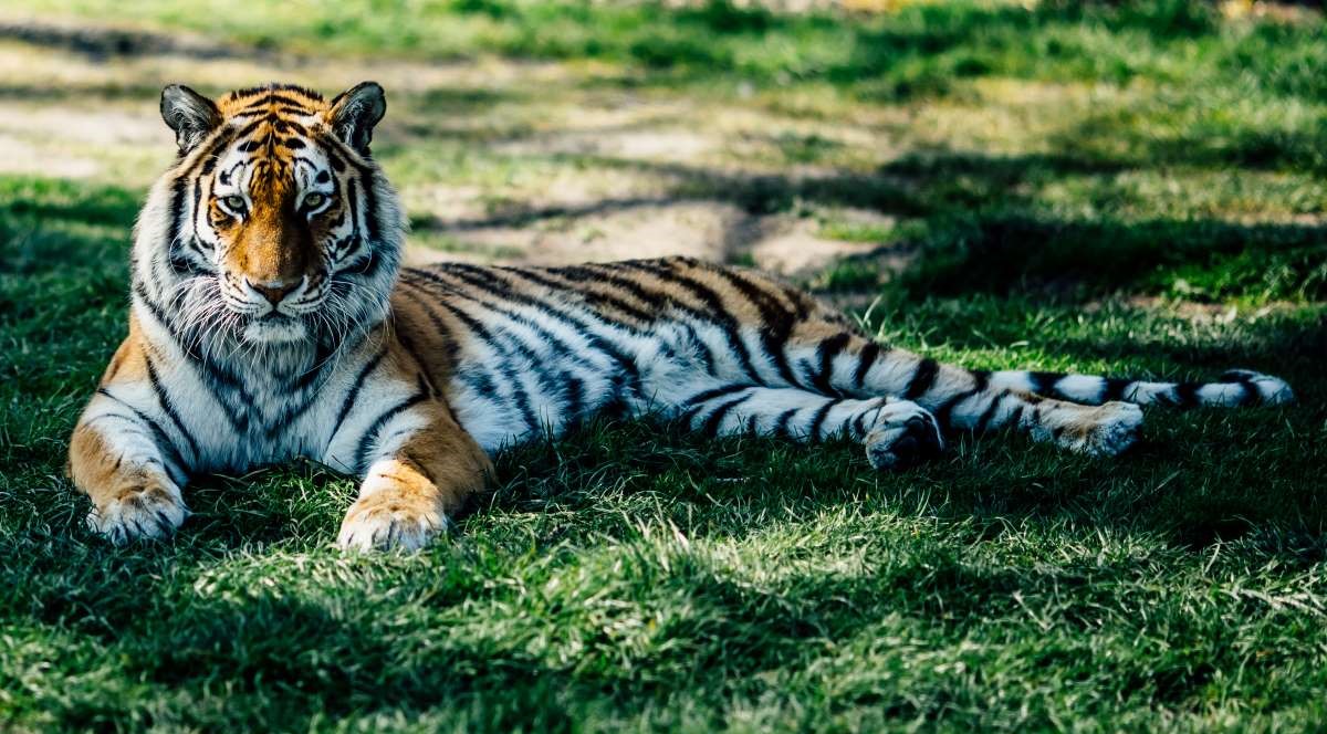 Female Amur tiger Vera laying down in the shade
