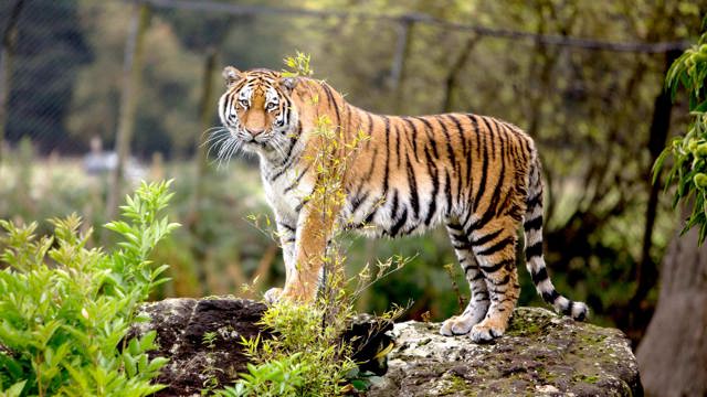 Tiger strands on large rocks 