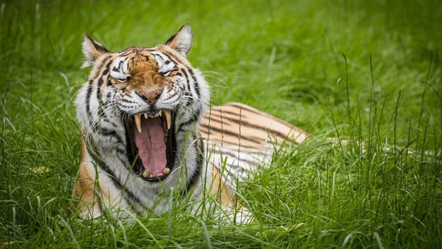 Image of vera yawning web 1920x1080