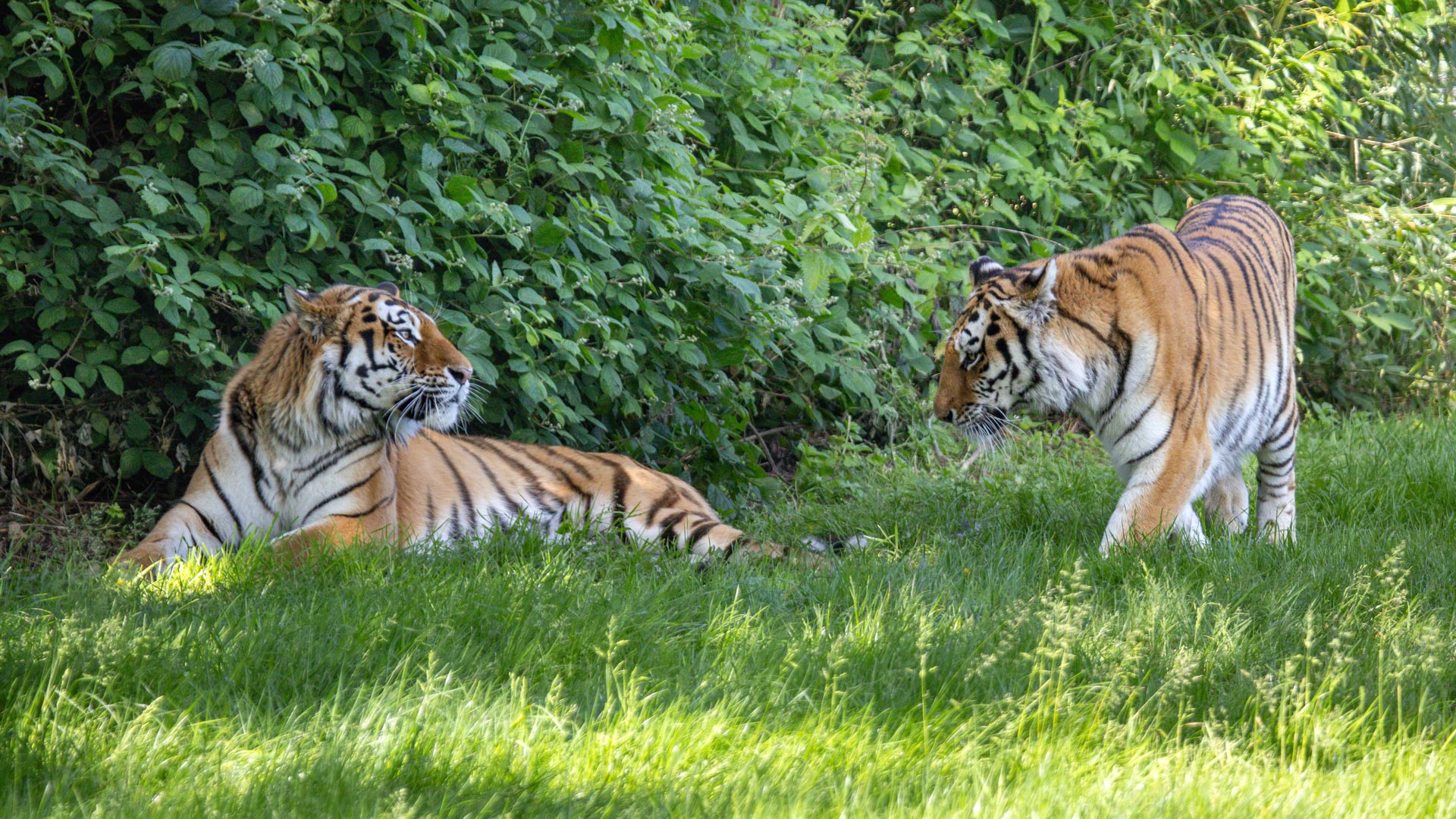 Days Out on Safari | Woburn Safari Park