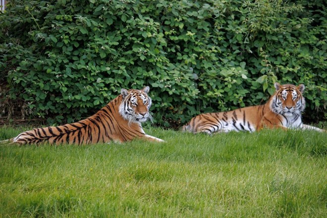 Male Amur Tiger Dmitri and female amur tiger Vera rest together on the grass looking towards the camera with lots of vegetation behind them 