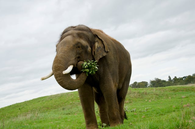 Male Asian Elephant eats browse with trunk while standing in expansive grassy field 