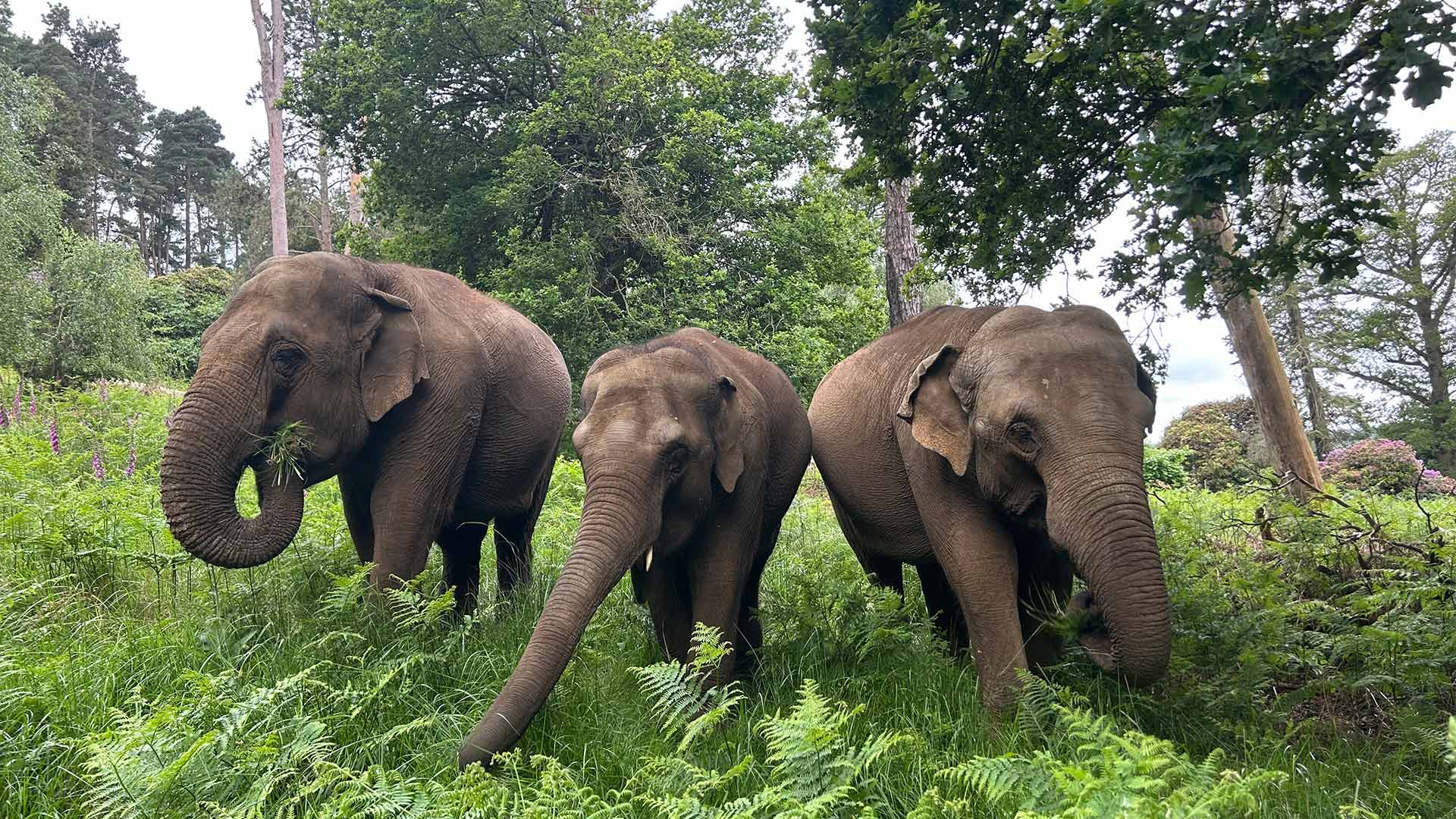 Image of 3 elephants in evergreens cropped for web desktop landscape 1920x1080