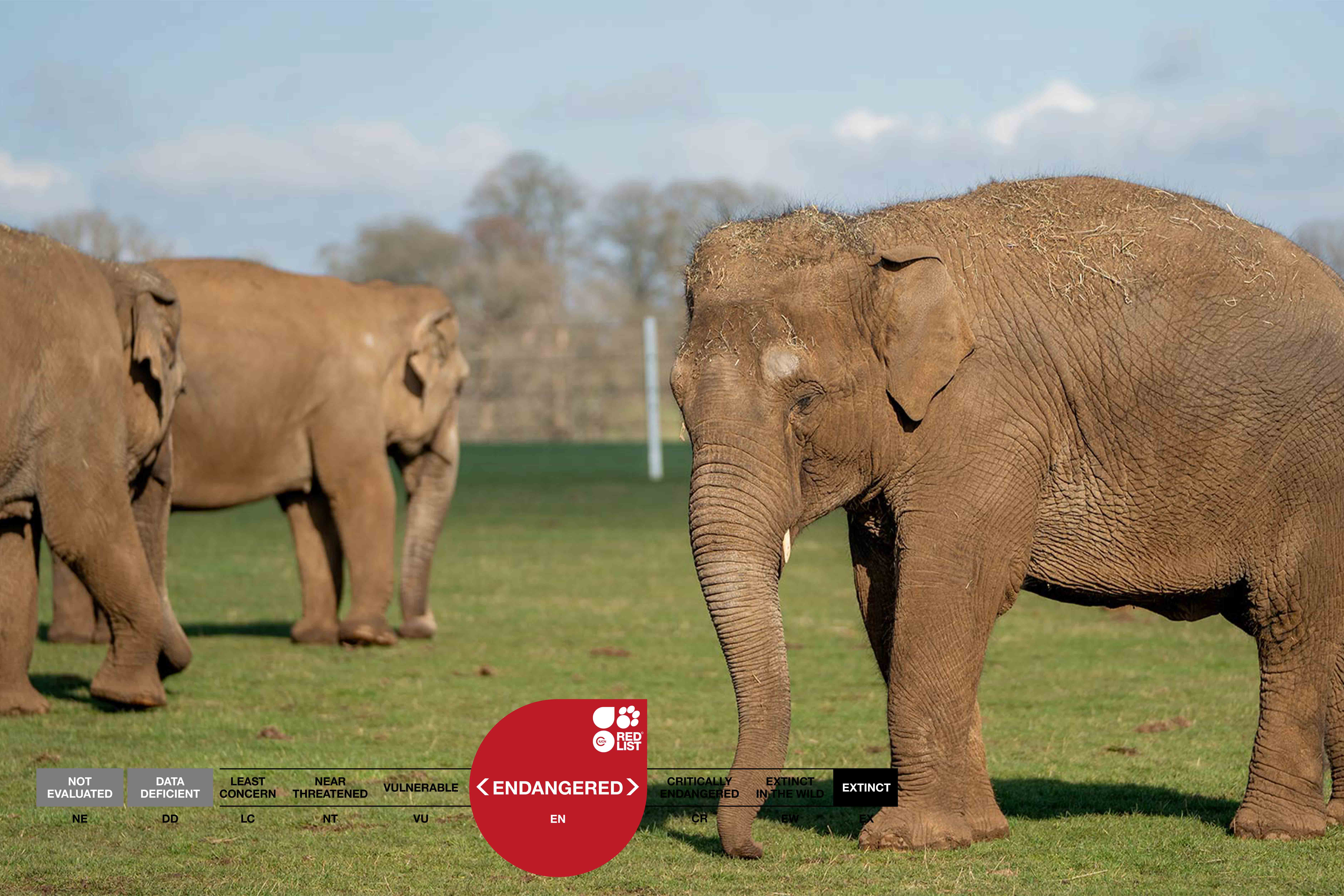 Three female Asian elephants, labelled as endangered on ICUN Red List