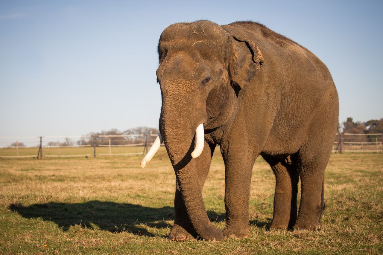 Asian Elephant | Woburn Safari Park