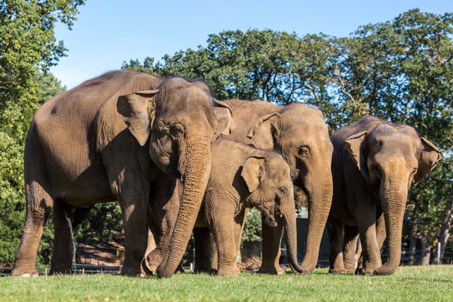 Herd of Asian Elephant grazing on grass in the forest 