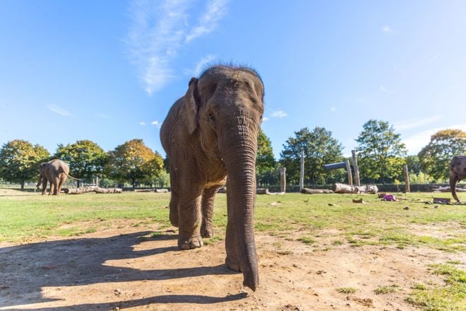 Asian Elephant in grassy enclosure touches trunk to ground with two other elephants in distance 