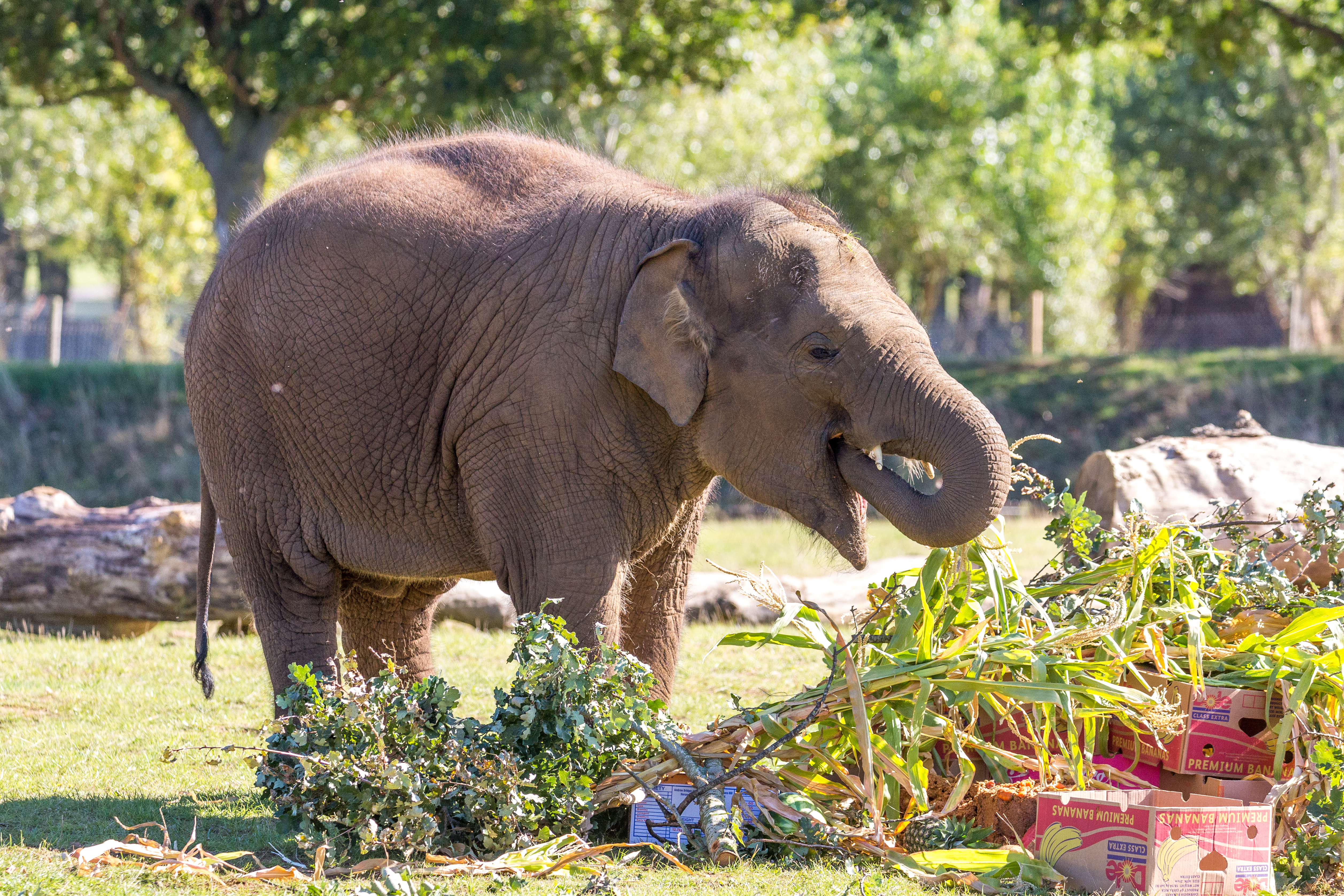 Asian Elephant | Woburn Safari Park