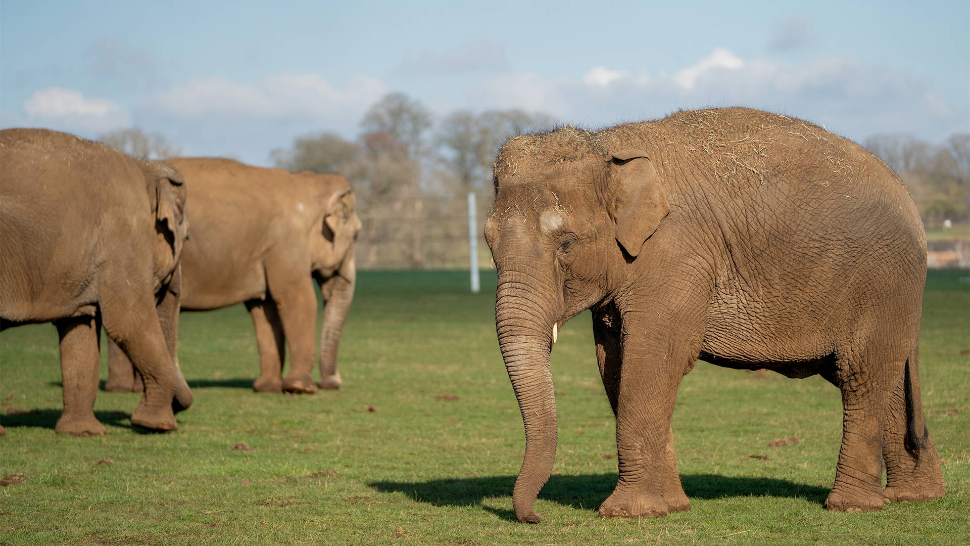 Three Asian elephant females in their paddock