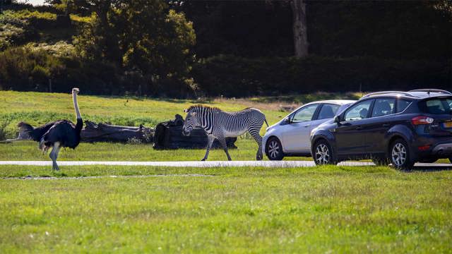 Image of family on road safari web res