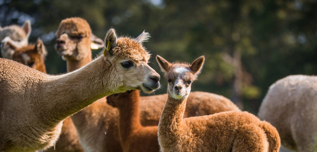 Image of alpaca mother baby desktop