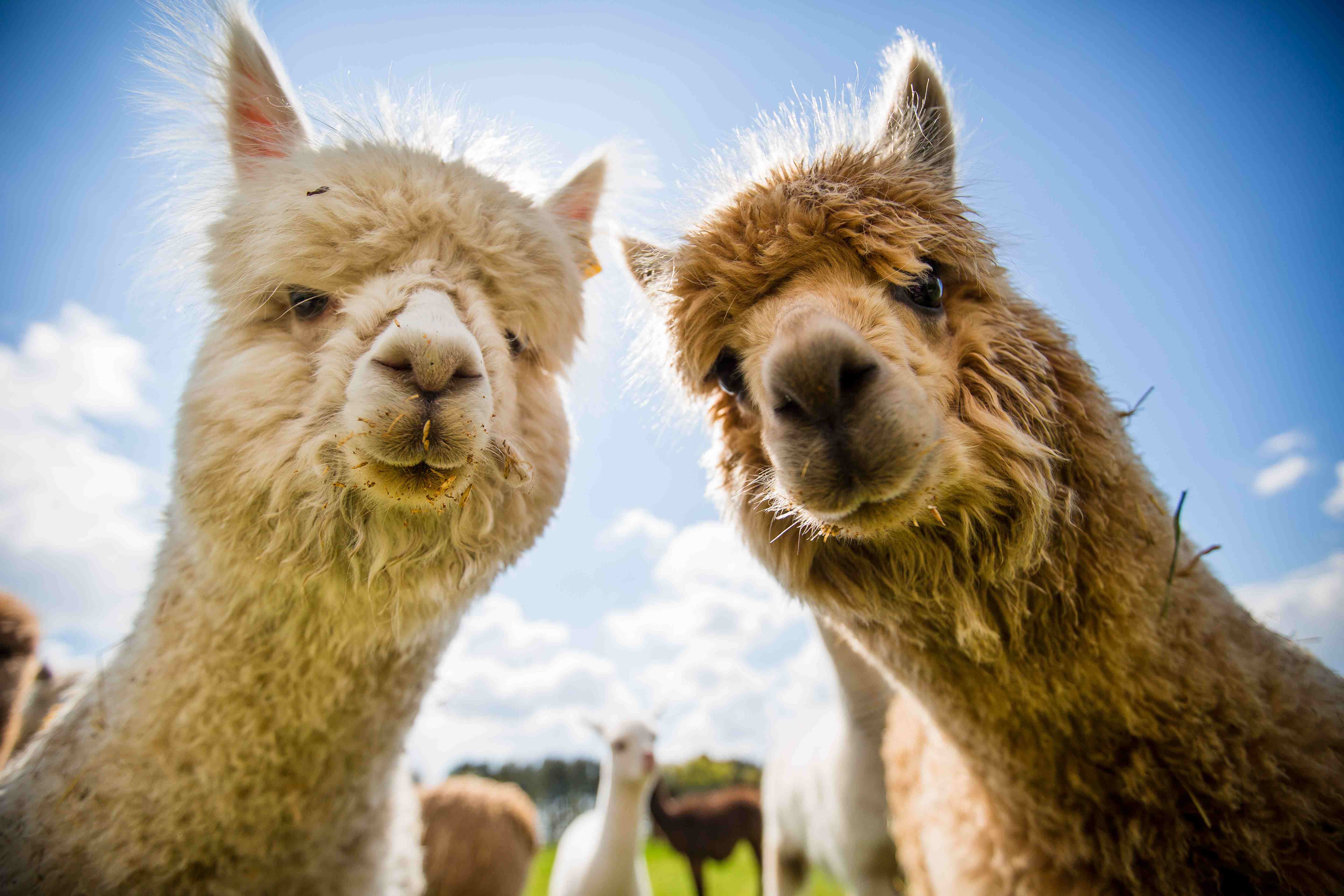 Alpaca | Woburn Safari Park