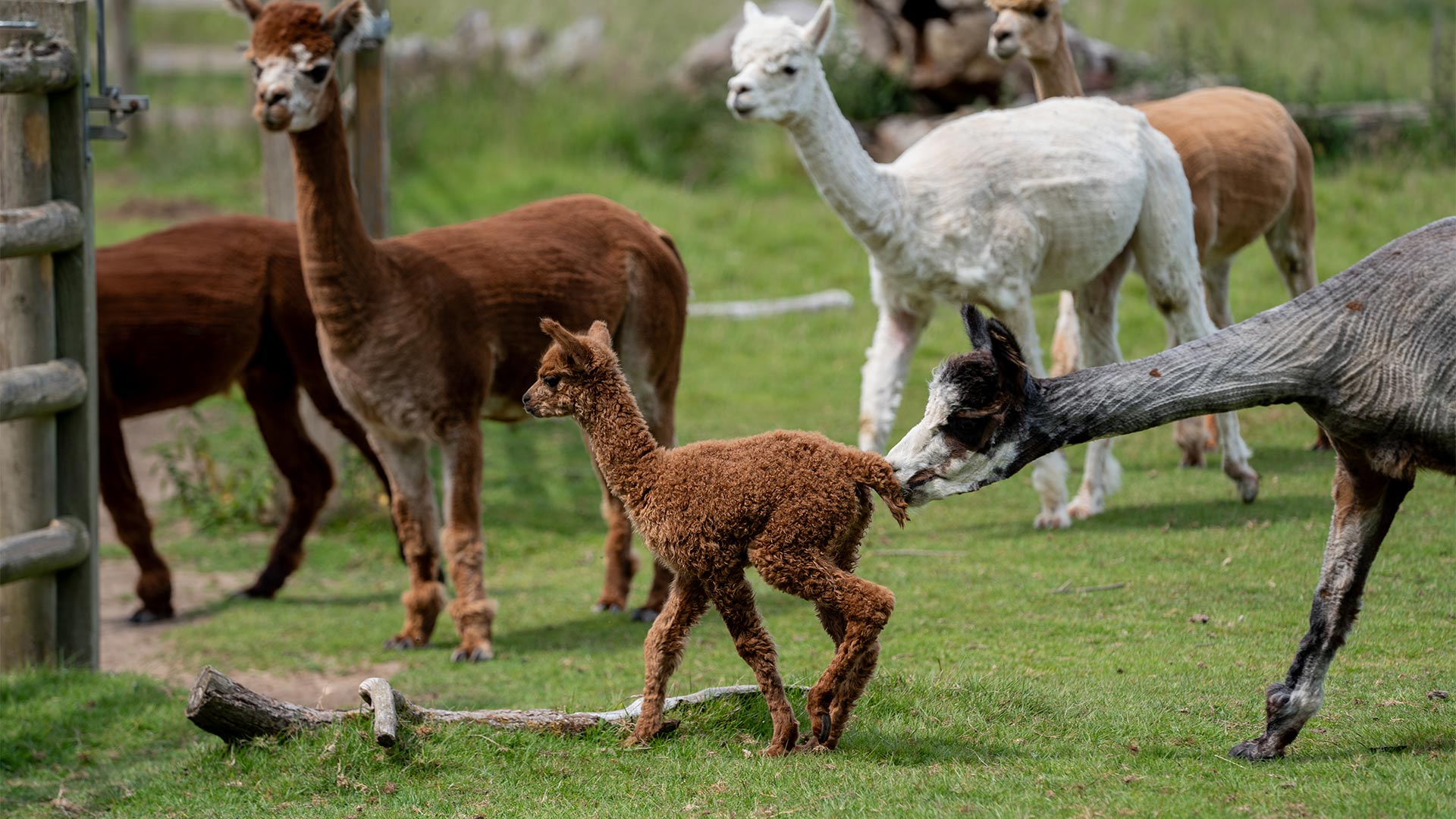 Baby Alpaca with adults