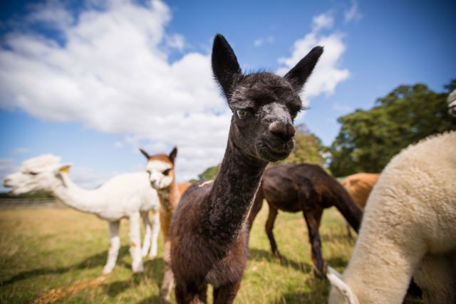 Image of close up of alpaca herd at woburn safari park