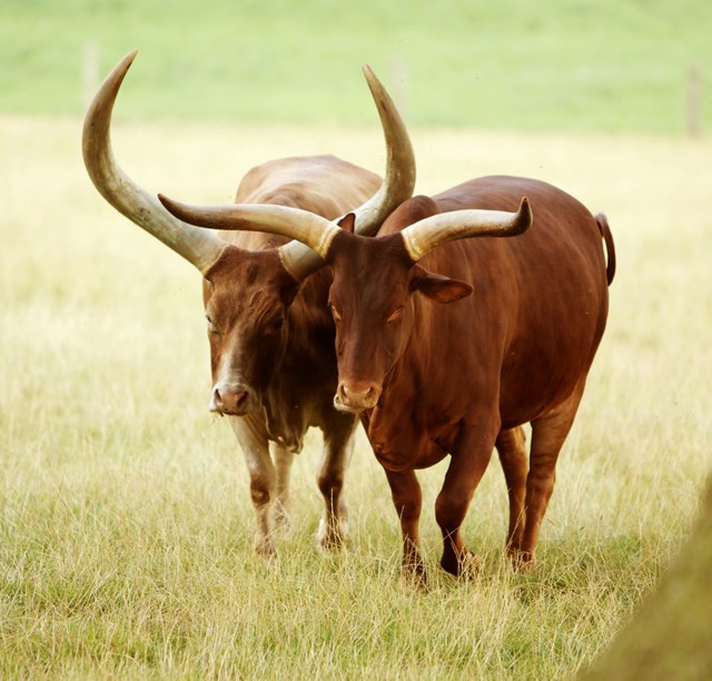 Ankole Cattle | Woburn Safari Park