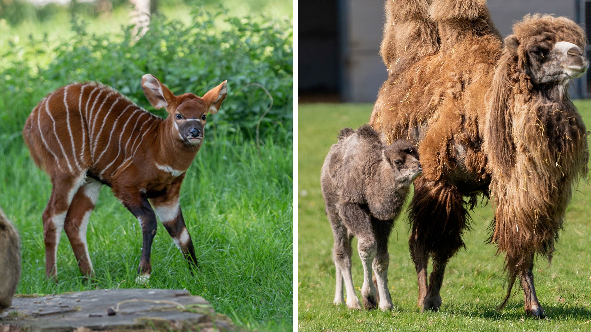 Baby Camel and Eastern Mountain Bongo
