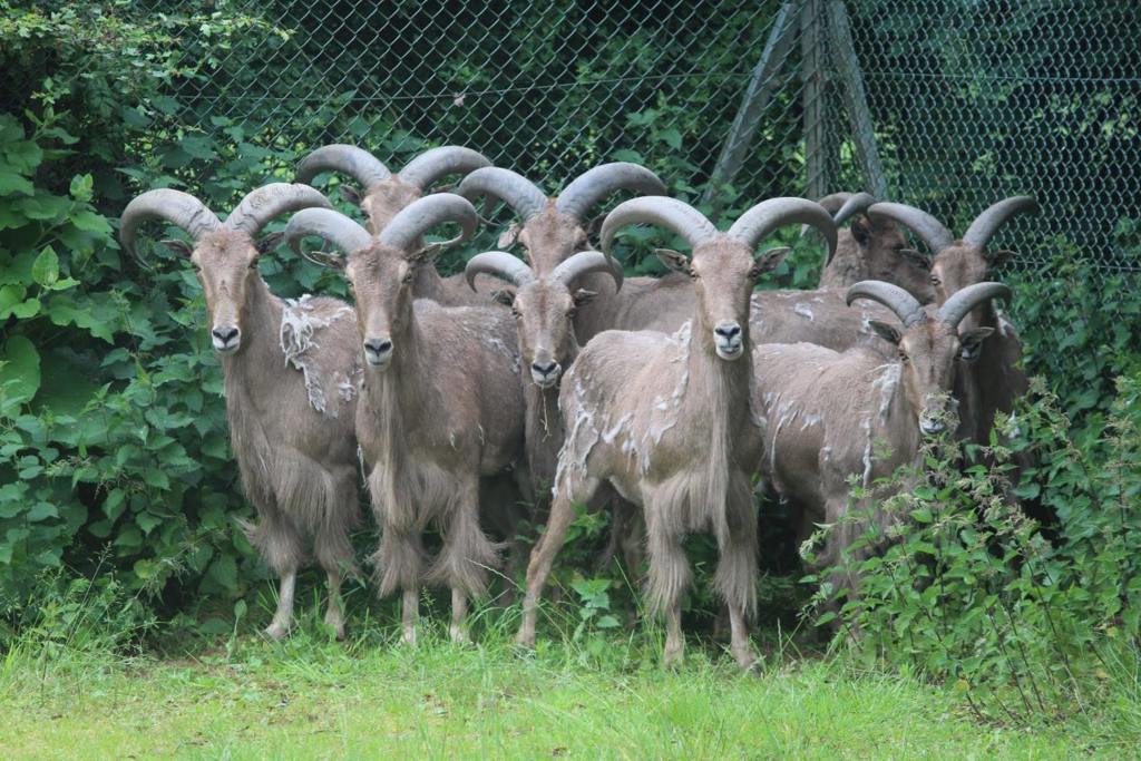 Image of barbary sheep herd james small