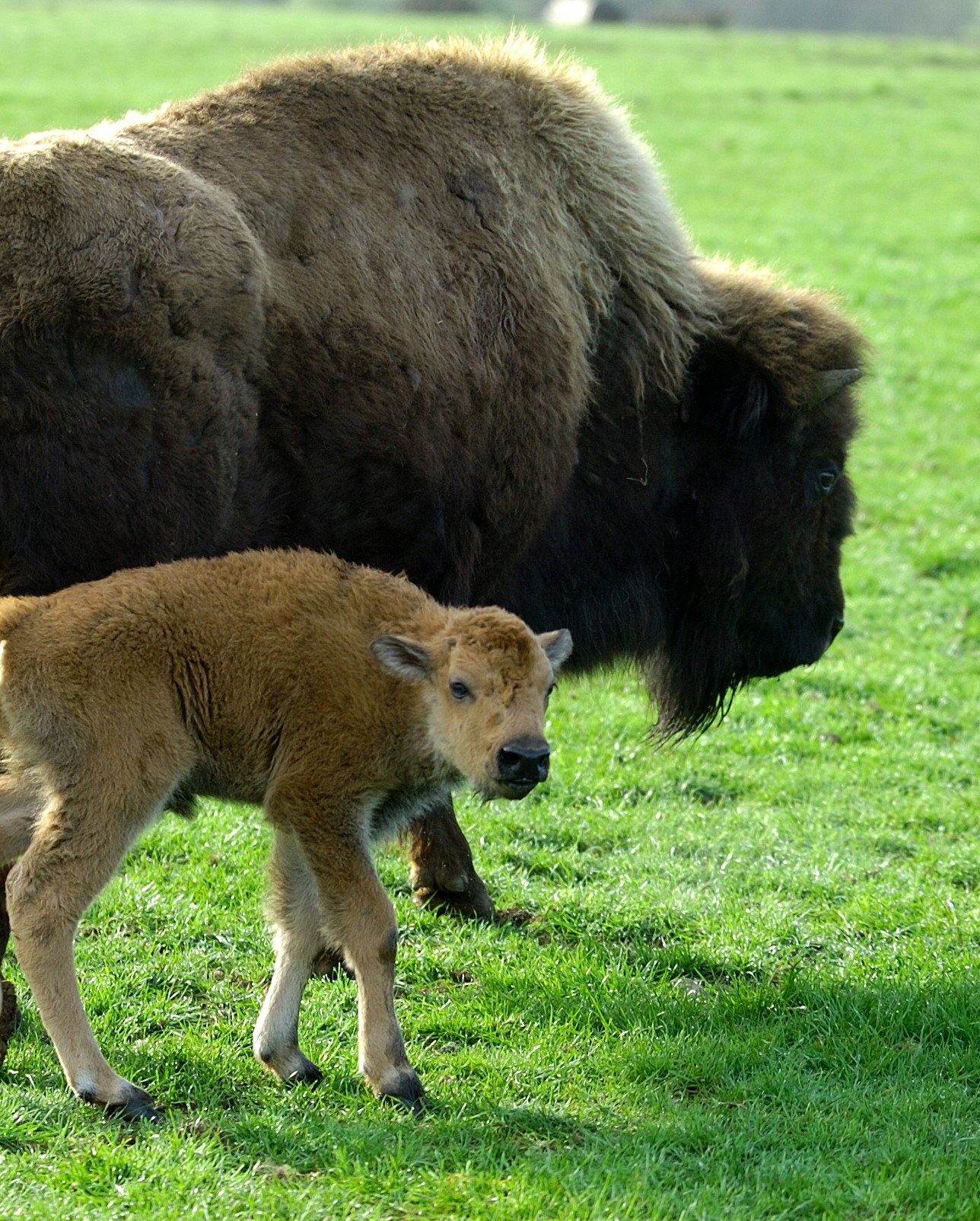 North American Bison Woburn Safari Park Uk Safari Adventures