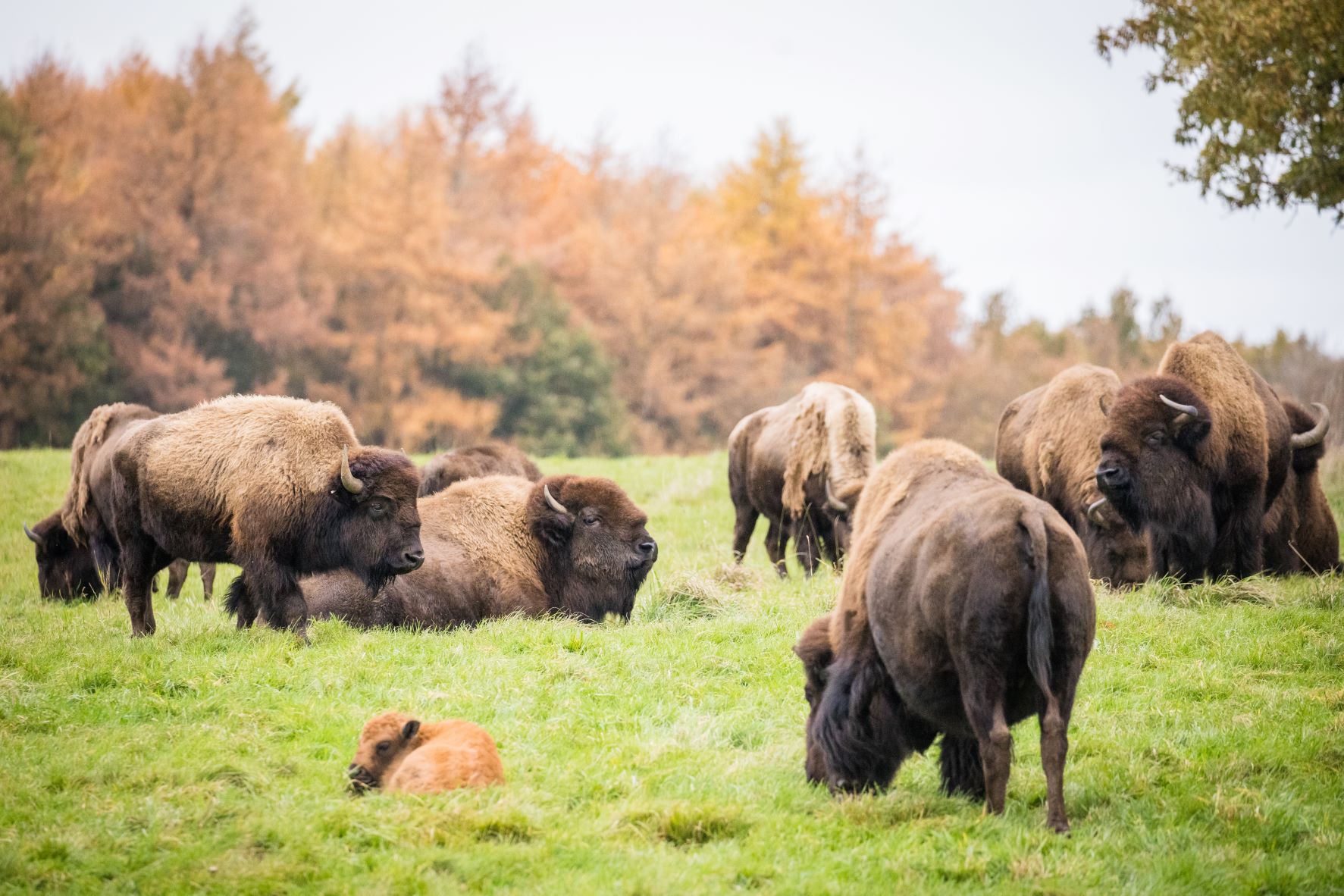 North American Bison | Woburn Safari Park