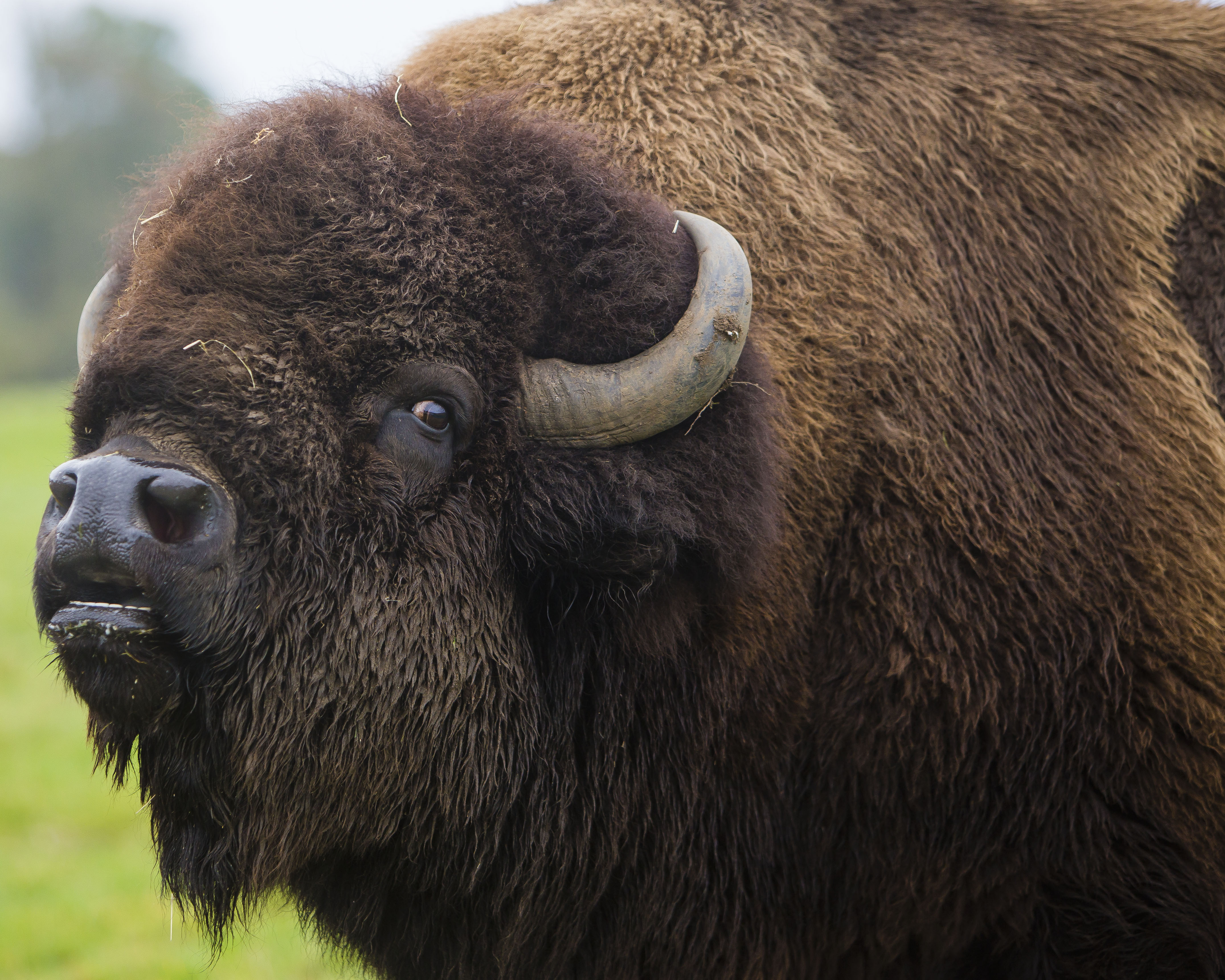 North American Bison | Woburn Safari Park