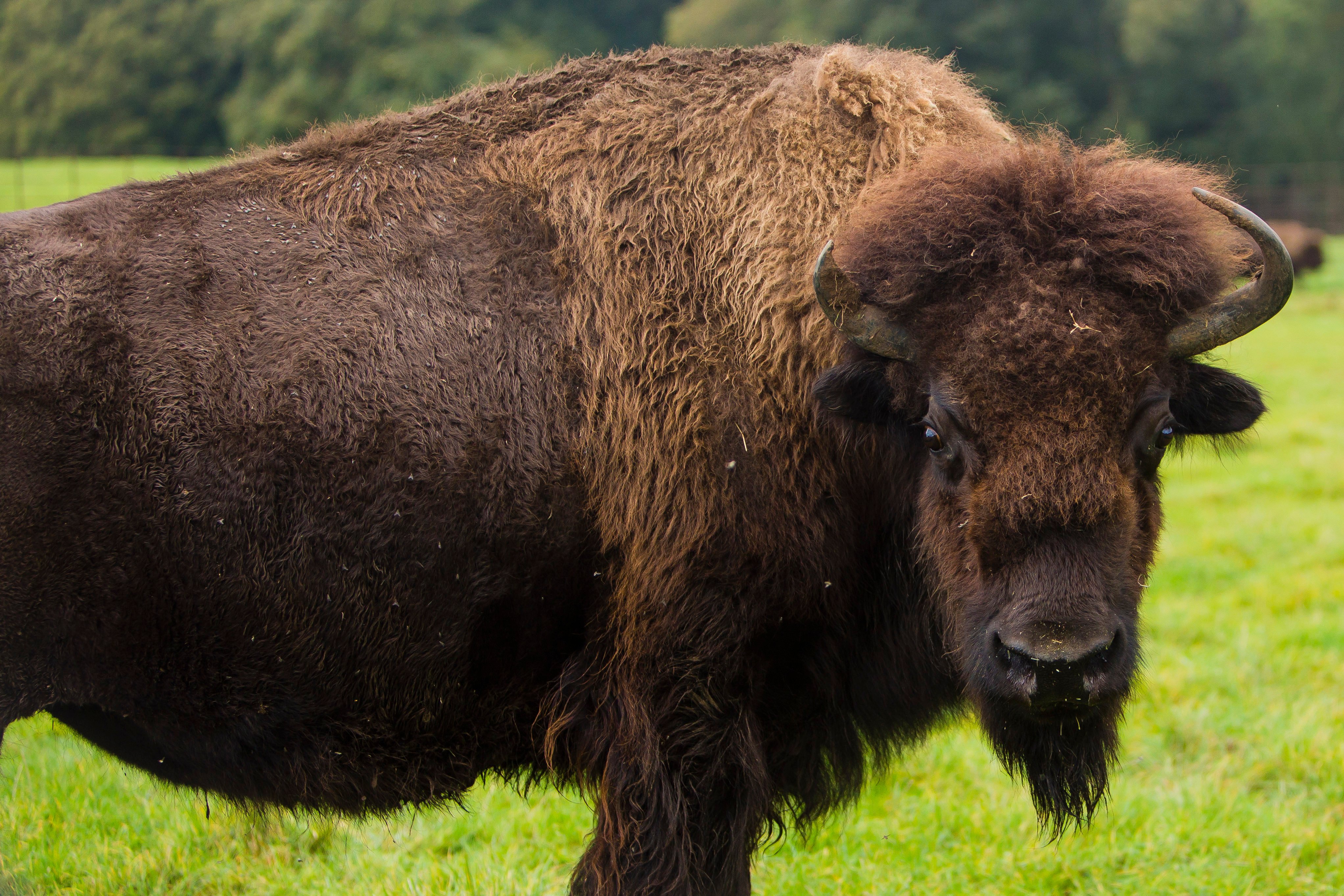 North American Bison | Woburn Safari Park