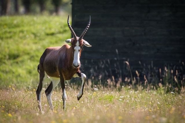 Blesbok Antelope runs on grass